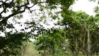 Neem Trees in the Forest wind | Royalty Free Video | Creative Commons