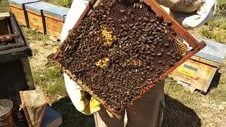 Cómo hacer un enjambre