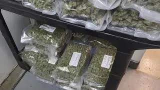 big bag 💰 #weed #marijuana #legalweed #legalmarijuana