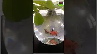 Nemo candy betta &Water cabbage #betta #shorts