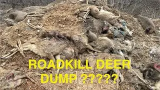 Journey to a roadkill deer dump ?!?!?! What did we stumble upon ?