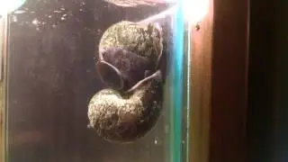 Black mystery snails breeding