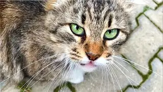 Incredibly Cute Fluffy Tabby Cat with tremendous green eyes.