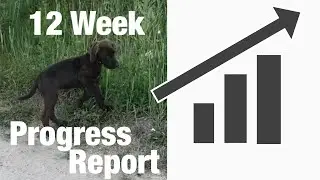Progress Report - 12 Week Old Pudelpointer - NAVHDA Journey