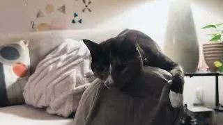 Black Catt & YSN Hazel | Alone for Christmas (Visualizer) | Cozy Cat Vibes 🐈🎄