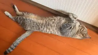誰が猫背だってぇ？