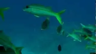 Yellowfin Goatfish