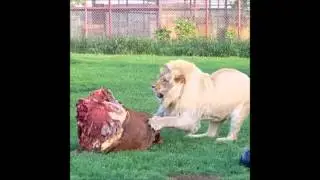 Funniest cutest animal vines 2016