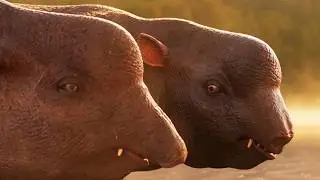 The Truth of Elephant Evolution