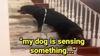 ghost videos are getting dumb