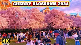 THE MOST BEAUTIFUL CHERRY BLOSSOM IN THE WORLD 2024