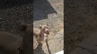 Peanut happy because I got home #home #pitbull #dog #doglife #doglove #pawpaws #happypup