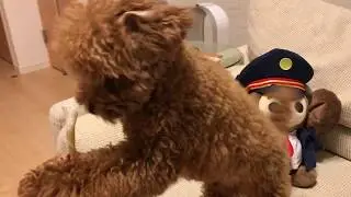 Minute Miles 15: An evening with a Teacup Poodle