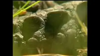 Invasive Predatory Turtle? Snapping Turtle Found in Metchosin