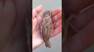 Rescuing a Trapped Sparrow: Unwound the Steel Cable and Set the Little Life Free!