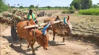 bullock Vs swaraj tractor heavy load compatation/ one to ten