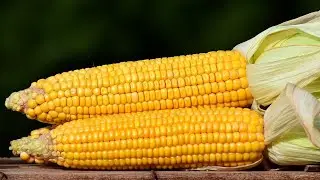 10 Amazing Benefits of Corn | Health And Nutrition