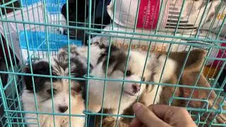 Shitzu and Lasha mix puppy available in Guwahati at low price