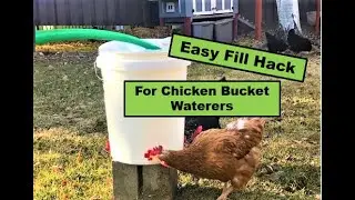 EASY FILL Bucket Chicken Waterer HACK!