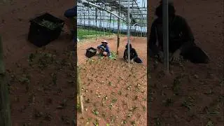 শাক সবজির চারা রোপণ কারা হইতেছে #viral #farming