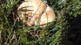 Primeras setas de san jorge 2016 en pradera leonesa, calocybe gambosa cuncumillo