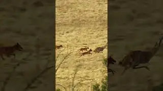 Dingo pack hunting Emu