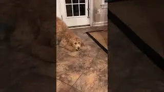 My dog reacts to a stink bug