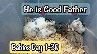 Day 1-30 Babies Campbell Growing up - Rsm PETS