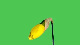 Green screen time lapse yellow flower HD videos free stock footage