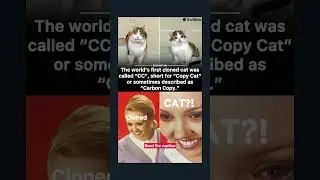 Cloned cat???
