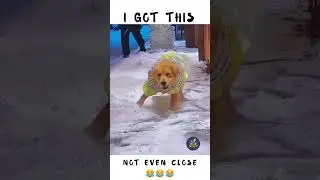 Funniest Dog Fails Ever 🐕 Derpy Dogs Gone Wrong! #shorts