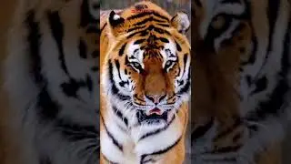 Alphabet For Animals - T (Tiger)