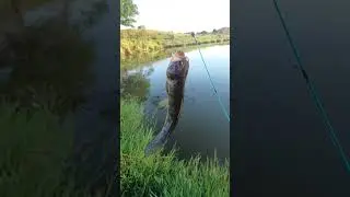ja viu isso? #fishing #pescacombambu #peixesamazonicos #pesca #traira #hoplias