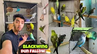 Blackwing hogo budgies ka bacha nikl aya🥳|Dun fallow budgies ko ring phna dia
