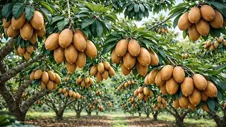 Inside a Sapodilla Orchard at Peak Harvest  Calm Farming Documentary