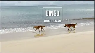 Dingo - Fraser Island04/2022