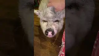 #pigfriends until #theend for us. #petpig #smcfritters #pigsofyoutube