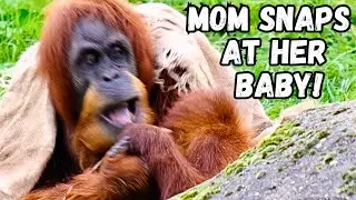 Angry Orangutan Mom Lashes Out At Baby!