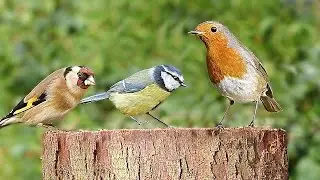 TV for Cats and Dogs - Birds Chirping on The Garden Log : 8 HOURS