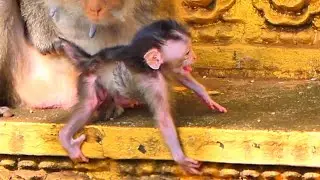 Live:Cutie Baby Monkey Learns to Walk with Mama&rsquo;s Guidance | Gentle Training Moment 🐒💛