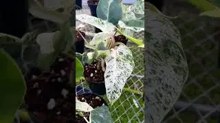 Philodendron emerald ice growing at Aroid Greenhouses