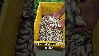 katla 2,3&4 inch available #rohu #FishSeed #fishselling #bhojpuri #hilights #deliciousrecipe #grass