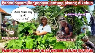 PANEN BAYAM LIAR,JANTUNG PISANG, PEPAYA HASILNYA MELIMPAH || PANEN BARENG TEAM WEDI LUWE