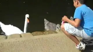 1 Adult Swan and 2 almost adult Swans at Mildenhall