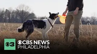 Why dogs bring you toys when you come home | Pet Project