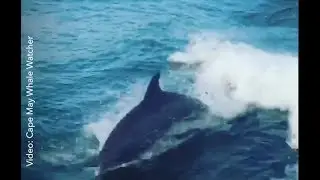 Dolphins ride the waves in Cape May.