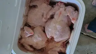 Processing 50 meat birds for our family 