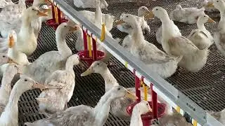 Duck Pen with Plastic Slatted Flooring