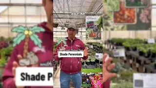 🌿Michael&rsquo;s Favorite Shade Perennials