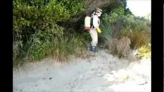 Dune spraying on Stewart Island